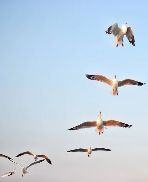 Gün batımında gökyüzünde uçan martılar.. — Stok fotoğraf