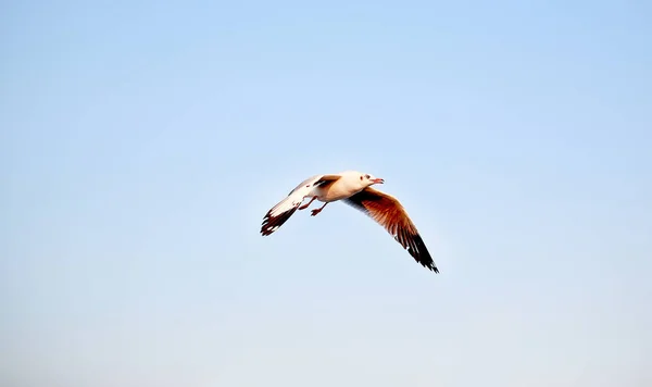 Möwen fliegen bei Sonnenuntergang am Himmel. — Stockfoto