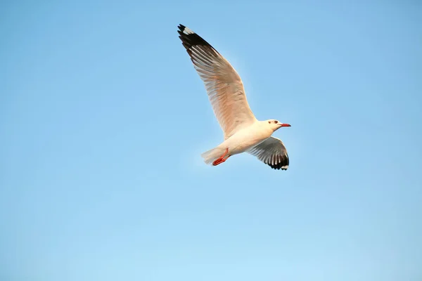 Gaivotas voando no céu ao pôr do sol. — Fotografia de Stock