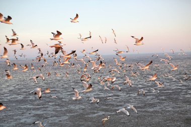 Martılar Tayland sahil üzerinde besleme içinde yüzlerce