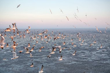 Kuş martı sahil hayvan doğa sinek uçan martılar