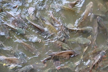 Tilapia balığı gölette yüzüyor.