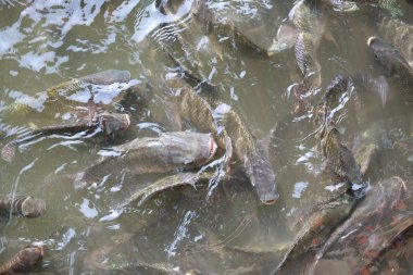 Tilapia balığı gölette yüzüyor.