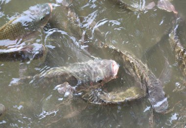 Tilapia balığı gölette yüzüyor.