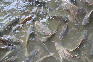 Tilapia balığı gölette yüzüyor.