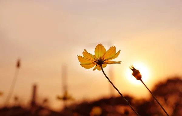 Cosmos Amarillos Flores Bajo Luz Del Sol —  Fotos de Stock
