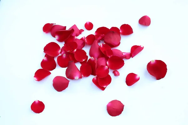 Abstrakcja Czerwony Płatków Róż Białym Tle Białym Tle — Zdjęcie stockowe