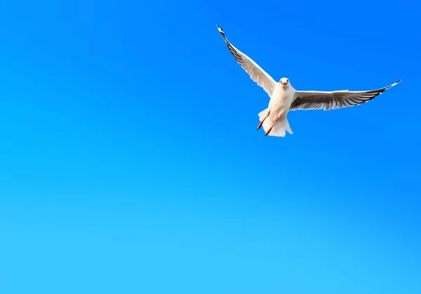Vrijheid Zeemeeuw Vliegen Kleurovergang Blauwe Hemelachtergrond — Stockfoto