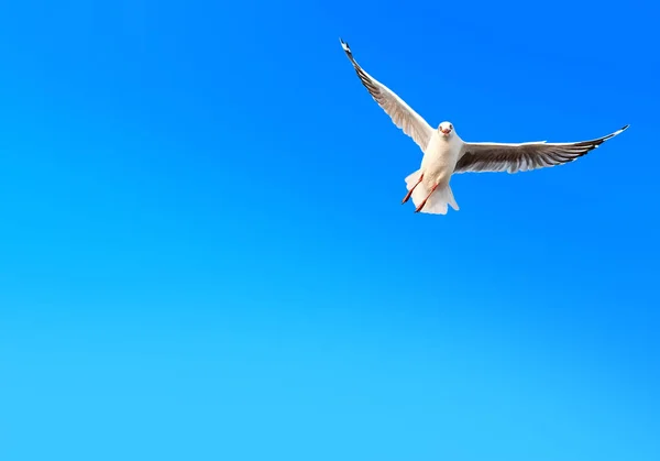 Gabbiano Della Libertà Che Vola Sfondo Cielo Blu Sfumato — Foto Stock