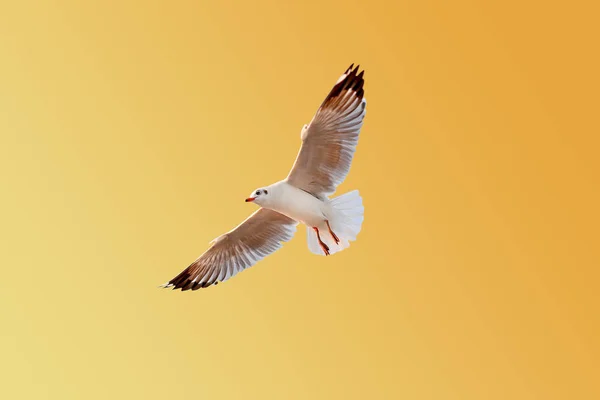 Чайка Летить Помаранчевому Жовтому Тлі — стокове фото