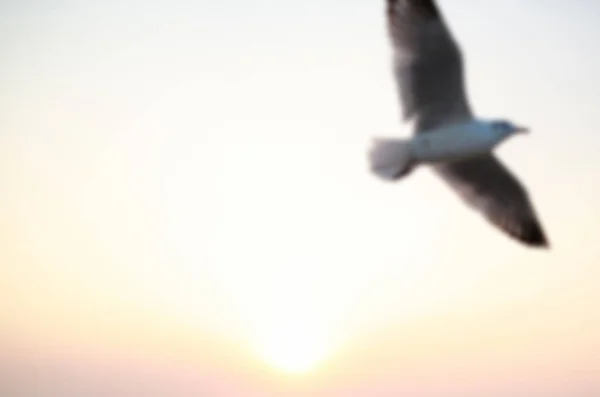 Imagem Desfocada Gaivotas Voando Céu Pôr Sol — Fotografia de Stock