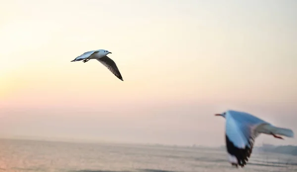 Landschaft Bild Von Möwen Fliegen Den Himmel Bei Sonnenuntergang — Stockfoto