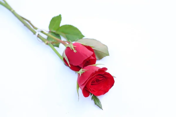 Flores Rosas Rojas Con Anillo Boda Sobre Fondo Blanco —  Fotos de Stock