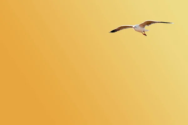 Gabbiano Che Vola Contro Arancione Sfondo Giallo Con Spazio Copia — Foto Stock