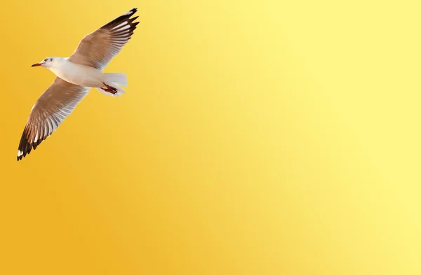 Een Zeemeeuw Vliegen Tegen Oranje Gele Achtergrond Met Kopie Ruimte — Stockfoto