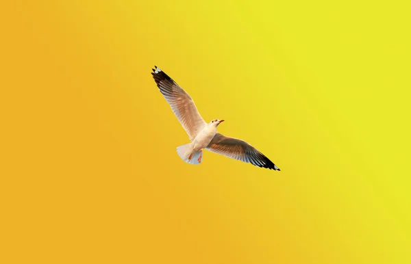 Una Gaviota Volando Contra Naranja Fondo Amarillo — Foto de Stock