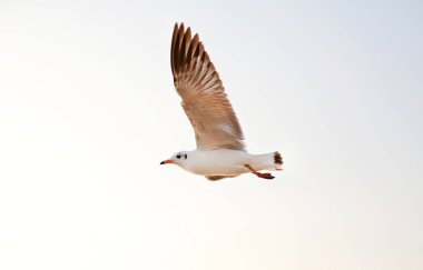 Özgürlük martı uçan beyaz arka plan üzerinde izole