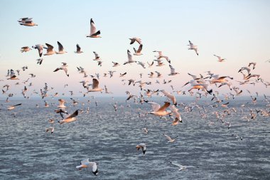 Gün batımında gökyüzünde uçan martılar..