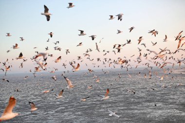 Martılar Tayland sahil üzerinde besleme içinde yüzlerce