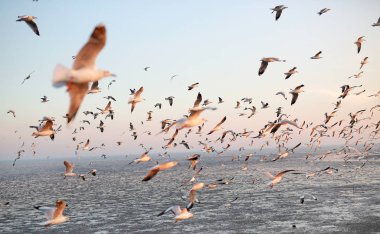 Kuş martı sahil hayvan doğa sinek uçan martılar