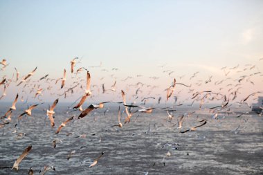 Martılar Tayland sahil üzerinde besleme içinde yüzlerce