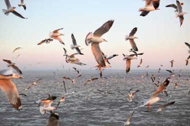 Gün batımında gökyüzünde uçan martılar..