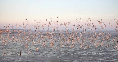 Gün batımında gökyüzünde uçan martıları peyzaj görüntüsü.