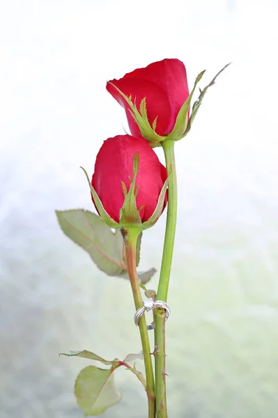 Два Цветка Красных Роз Двумя Обручальными Кольцами Фоне Фольги — стоковое фото