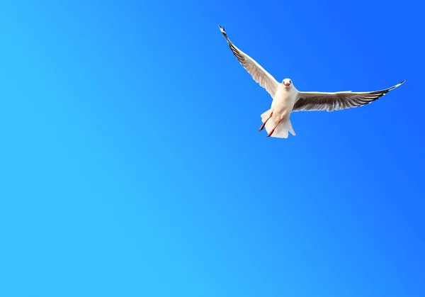 Freiheit Möwe Fliegen Auf Steigung Blauer Himmel Hintergrund — Stockfoto
