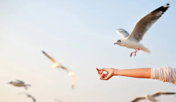 Feeding Seagulls Seacoast — Stock Photo, Image