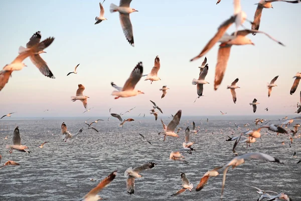 Hundreds of seagulls flying in the sky at sunset.