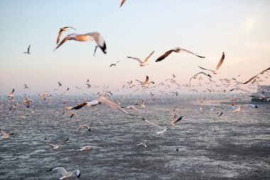 Gün batımında gökyüzünde uçan martıları peyzaj görüntüsü.
