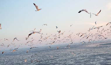 Martılar Tayland sahil üzerinde besleme içinde yüzlerce
