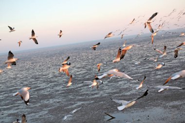 Gün batımında gökyüzünde uçan martılar..