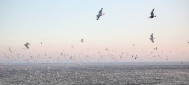 Kuş martı sahil hayvan doğa sinek uçan martılar