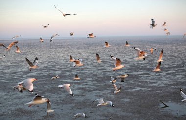 Gün batımında gökyüzünde uçan martılar..