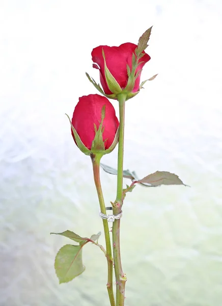Два Цветка Красных Роз Двумя Обручальными Кольцами Фоне Фольги — стоковое фото