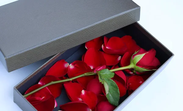 Rote Rose Und Blütenblätter Luxuriöser Lederbox Auf Weißem Hintergrund — Stockfoto