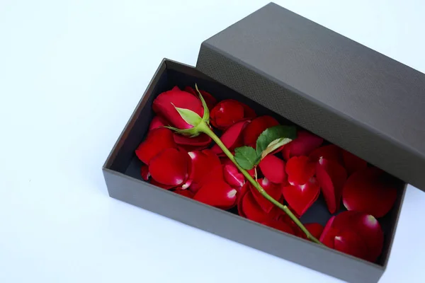 Rote Rose Und Blütenblätter Luxuriöser Lederbox Auf Weißem Hintergrund — Stockfoto