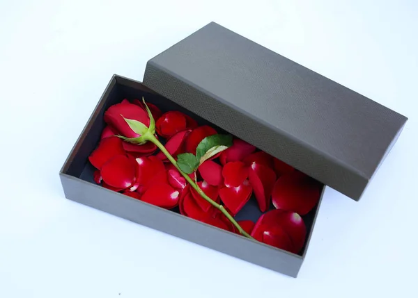 赤いバラと白い背景の上の高級レザー ボックスに花びら — ストック写真