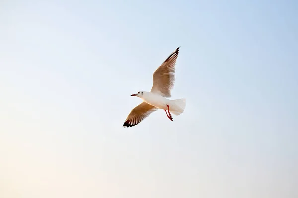 Racek Letící Obloze Pozadí — Stock fotografie