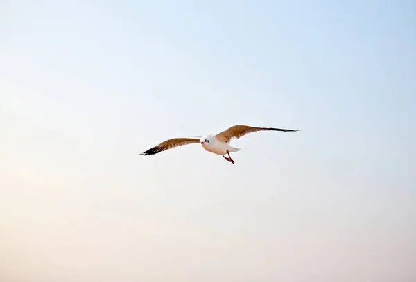 Pescăruş Zburând Fundalul Cerului — Fotografie, imagine de stoc
