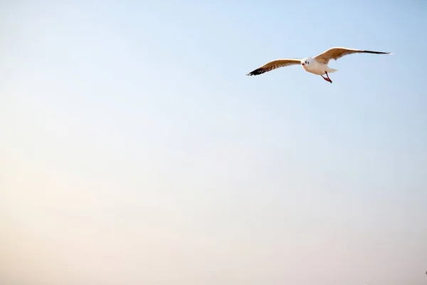 Чайка Летить Фоні Неба — стокове фото