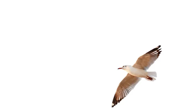 Mouette Libre Volant Isolée Sur Fond Blanc — Photo