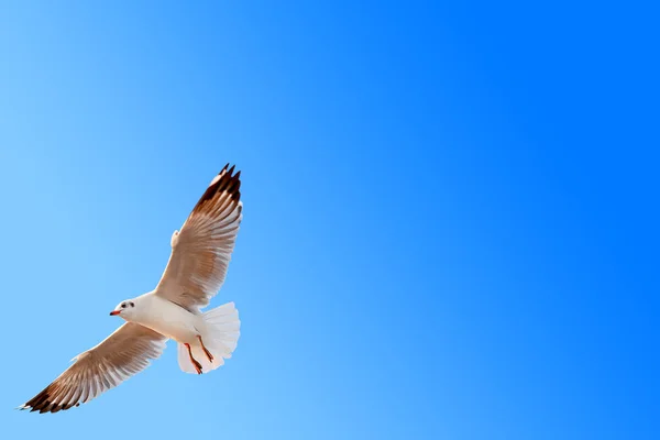 Freedom seagull flying on gradient blue sky background