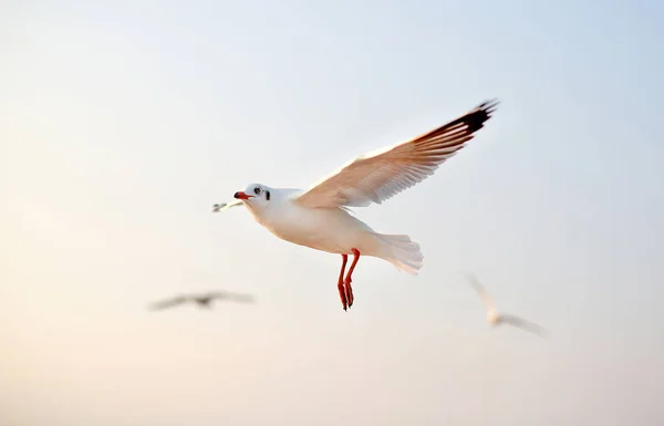 Una Gaviota Volando Sobre Fondo Azul Del Cielo —  Fotos de Stock