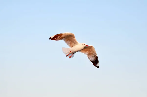 Gabbiano Che Vola Sfondo Cielo Blu — Foto Stock