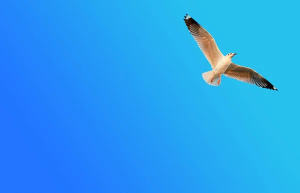 Freedom Seagull Flying Gradient Blue Sky Background Copy Space — Stock Photo, Image