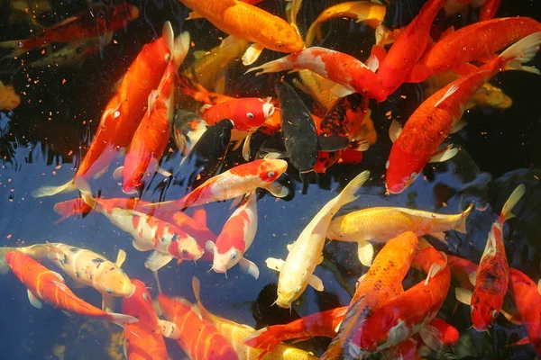 Muitos Peixes Koi Lagoa — Fotografia de Stock