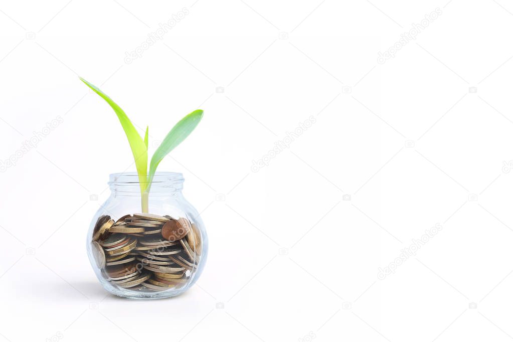 coins in glass and treetop growing, business and finance concept with copy space.